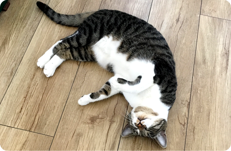 猫（イエネコ）