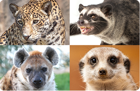 ネコ科等の仲間